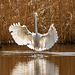 Great white egret