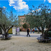 Sous l'olivier - Unter dem Olivenbaum - Under the olive tree