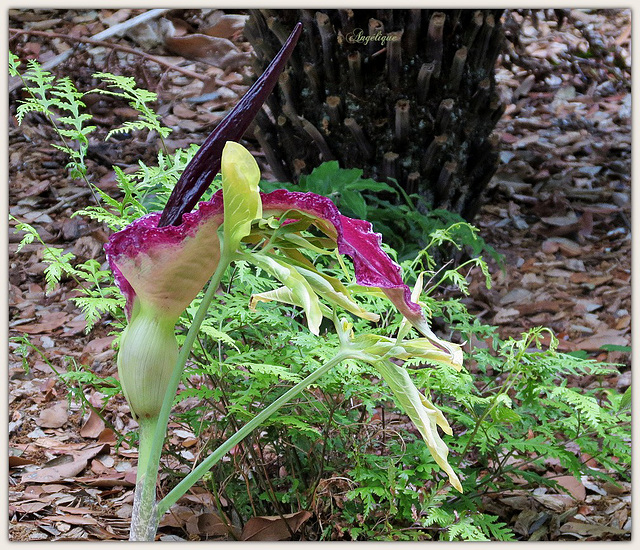 Lys dragon, Arum, avec des feuilles vertes en cercle