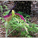 Lys dragon, Arum, avec des feuilles vertes en cercle