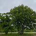 Acer monspessulanum (3)