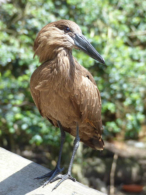 San Francisco Zoo (19) - 19 April 2016