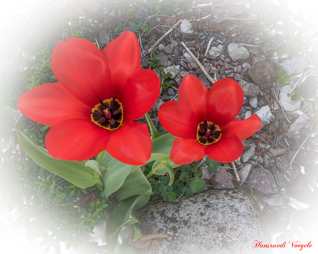 Rote Tulpen