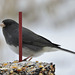 Dark-eyed Junco