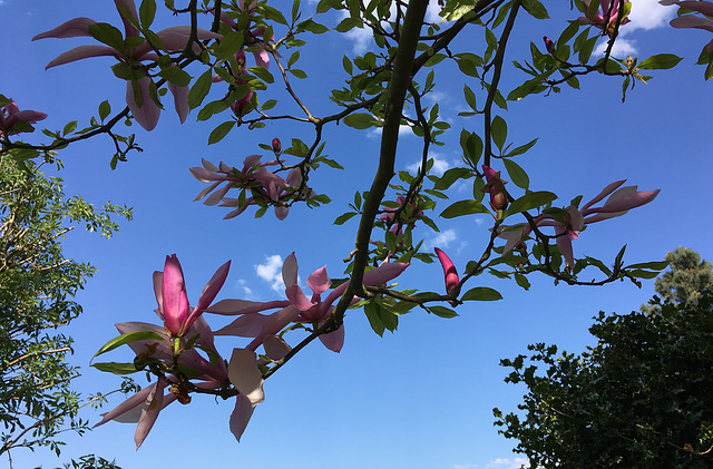 Magnolia