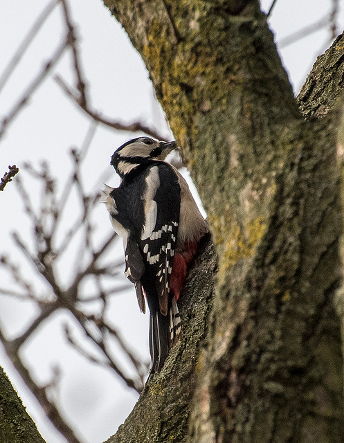 Greater spotted woodpecker2