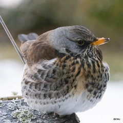Fieldfare guarding its apples