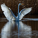 Great white egret