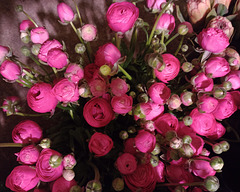 These look like pink Ranunculus...