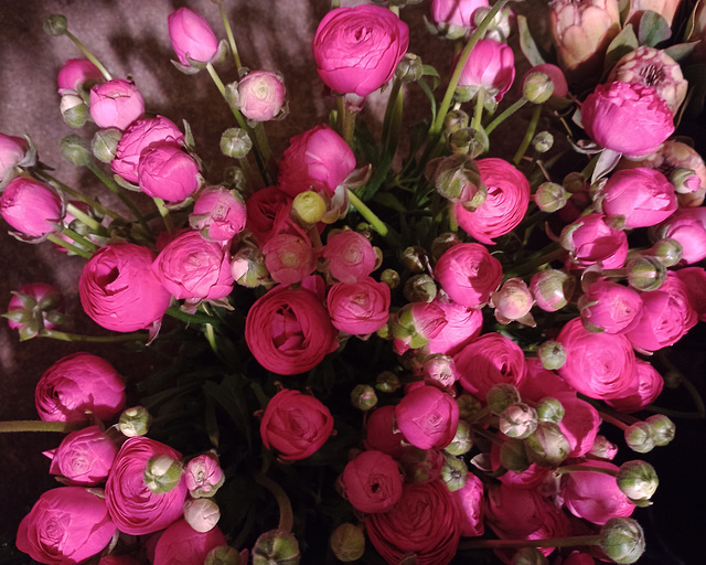 These look like pink Ranunculus...