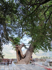 Grecia, Monasterio Ossios Loukás, 49