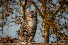 Local Cat