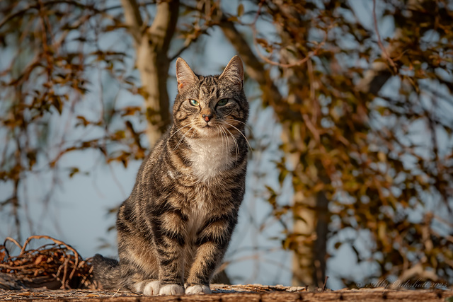 Local Cat Local Cat
