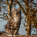 Local Cat Local Cat