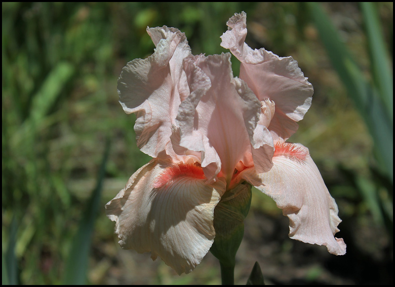 Iris One Desire