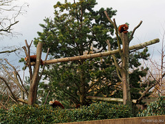 The red pandas, 2