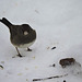 Dark-eyed Junco