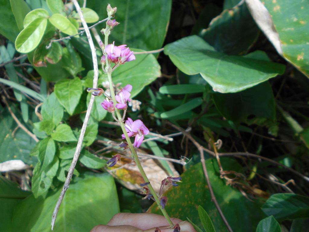 DSCN1628 - pega-pega Desmodium incanum, Fabaceae Faboideae