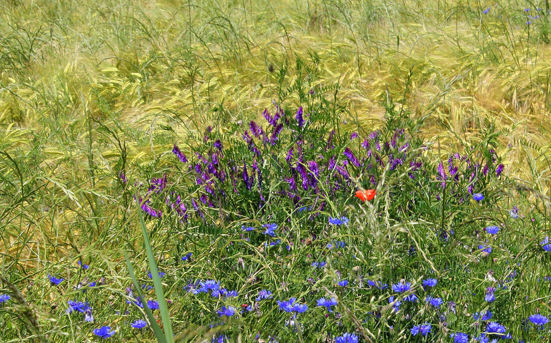 Vesce cracca dans l'orge- Vicia cracca