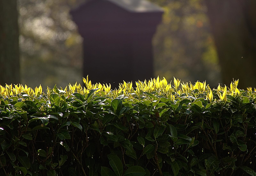 Green And Vibrant Spring