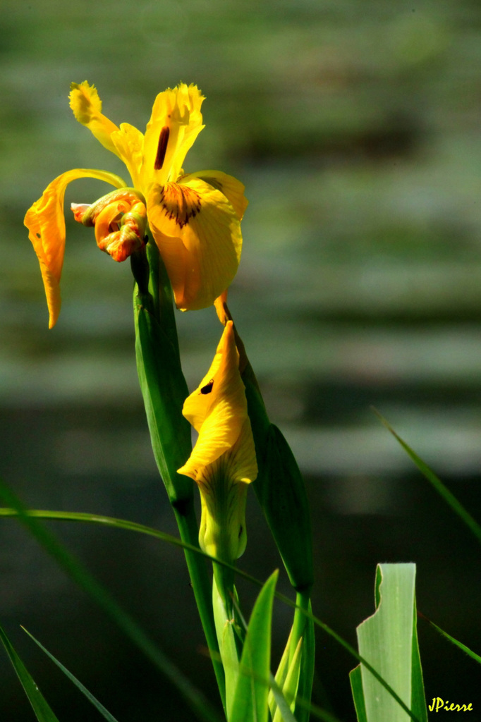 Iris d'eau