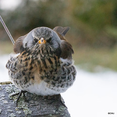 Fieldfare guarding its apples
