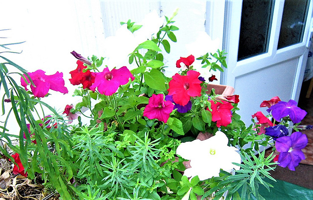 The trough of petunias outside the kitchen has a wonderful scent.