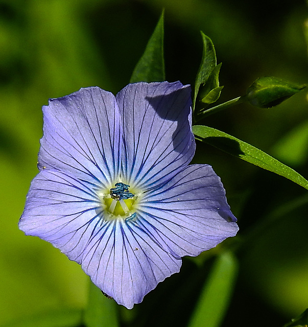 20210717 1767CPw [D~LIP] Flachs (Linum usitatissimum), Bad Salzuflen