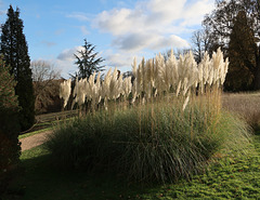 Pampas grass