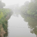 fog on the creek