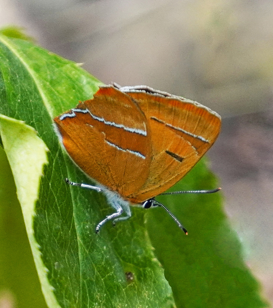 Auch ohne Zipfel kann man leben ... You can live even without a hairstreak ...