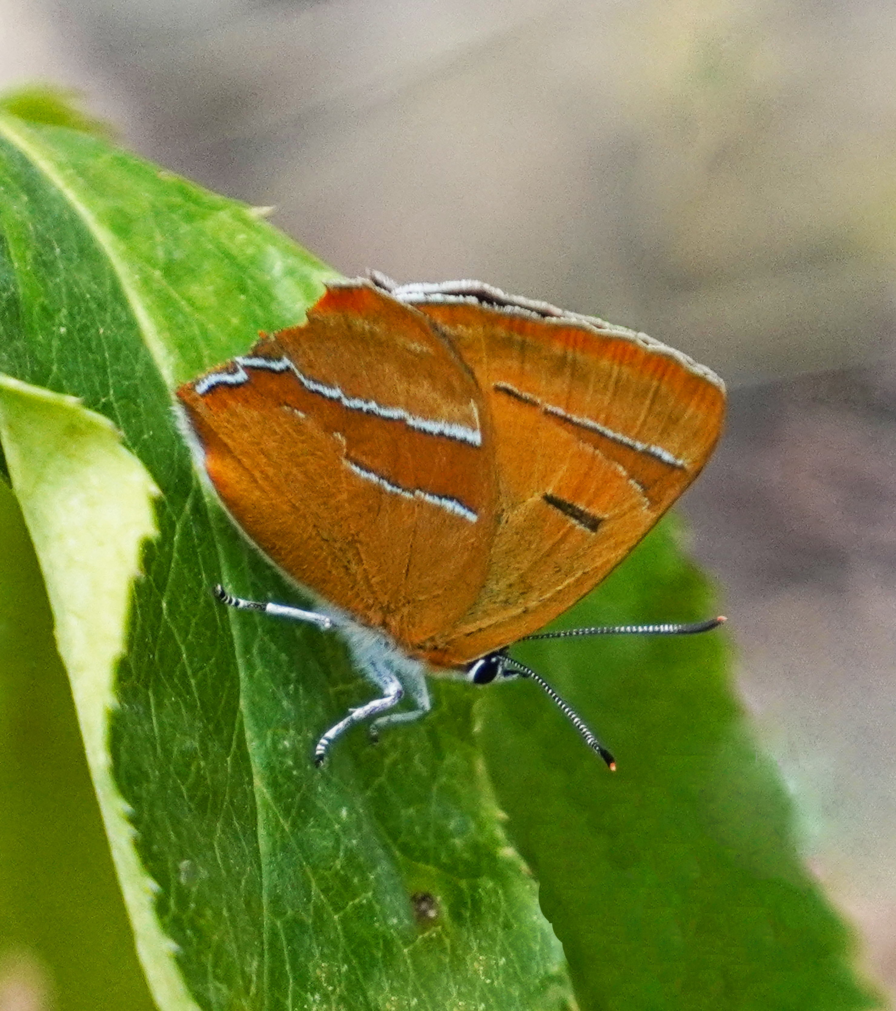 Auch ohne Zipfel kann man leben ... You can live even without a hairstreak ...