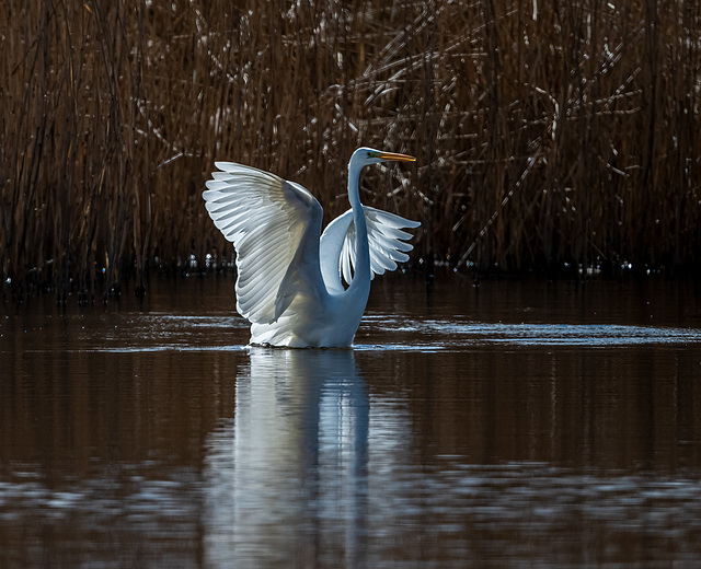 Great white egret