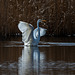 Great white egret