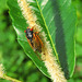 Cicada on chestnut flower