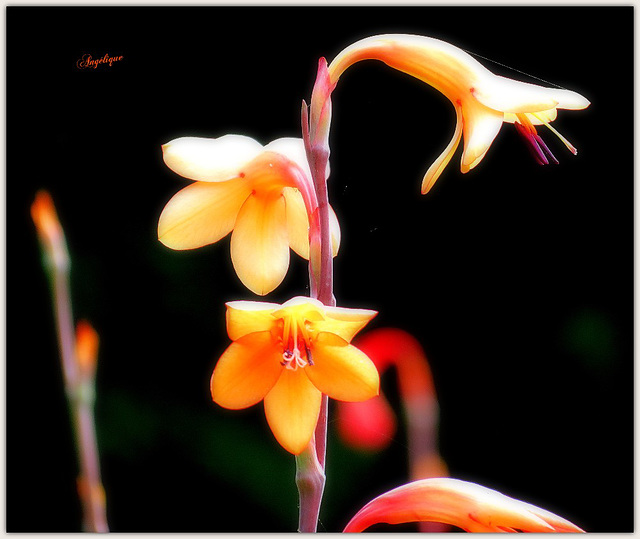 Watsonia meriana.........Belle journée mes ami(e)s ❤️