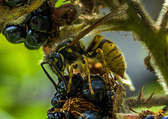 Wasp!!