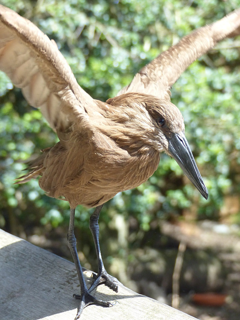 San Francisco Zoo (20) - 19 April 2016