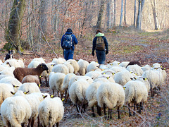 Transhumance du 16 mars 2016