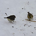 Dark-eyed Junco