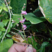 DSCN1630 - pega-pega Desmodium incanum, Fabaceae Faboideae