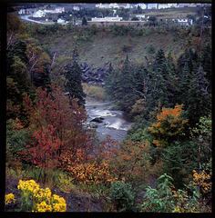Bowring Park ravine in October 1991