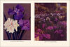 Garden Bulbs In Color (22), 1938/1945