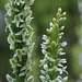 Bog Orchids