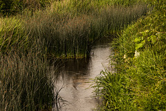 River Avon at Kellaways (1)