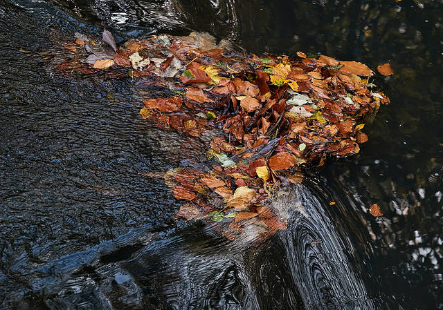 Leaves And Water