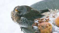 Fieldfare guarding its apples