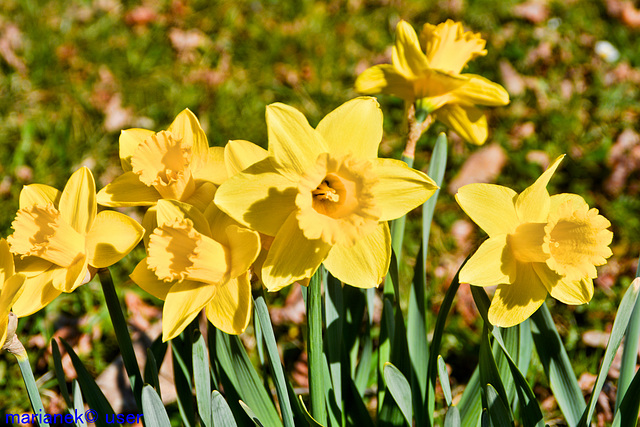 Jonquille (Narcissus jonquilla)