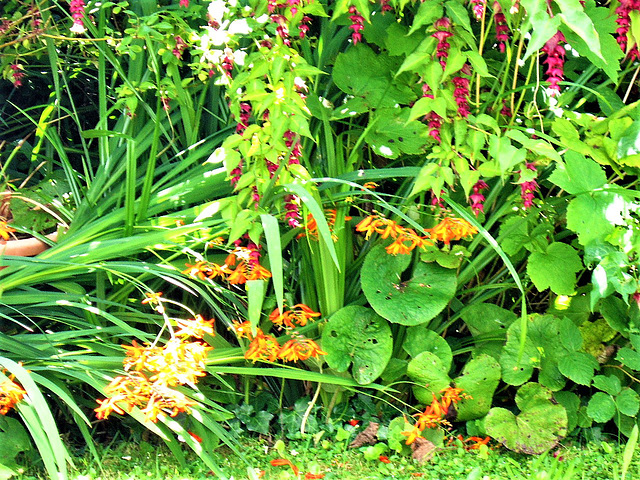 Mombretia and Himalayan Honeysuckle