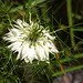 20210717 1768CPw [D~LIP] Damaszener Schwarzkümmel (Nigella damascena), Bad Salzuflen